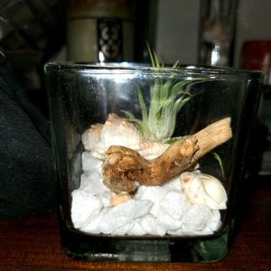 Airplant beach scape